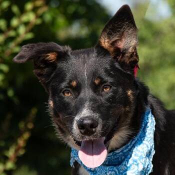 Miles -  Border Collie Dog for Adoption in San Andreas, California - Miles | PetCurious