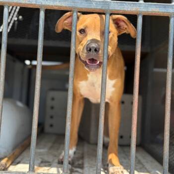 Rescue Pit Bull Terrier Dogs for Adoption in Fort Smith, Arkansas - Belle | PetCurious