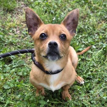 Chihuahua and Mixed Breed Dogs Available for Adoption in Greensboro, North Carolina - Gucci | PetCurious