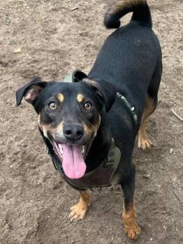 Penny -  Shepherd and Hound Dog for Adoption in Farmingville, New York - Penny | PetCurious
