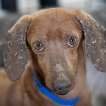 Deuce (AP26-10) -  Dachshund Dog for Adoption in Peyton, Colorado - Deuce (AP26-10) | PetCurious