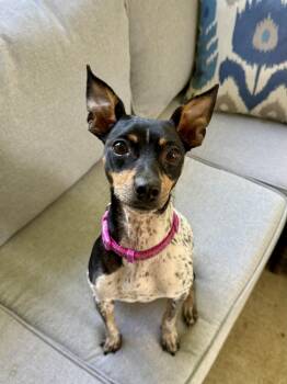 Penelope -  Rat Terrier Dog for Adoption in Milton, Florida - Penelope | PetCurious