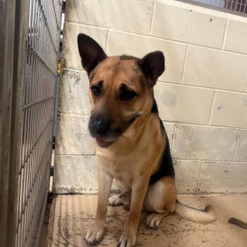 TUSC-Stray-85298 -  German Shepherd Dog and Mixed Breed Dog for Adoption in Tuscaloosa, Alabama - TUSC-Stray-85298 | PetCurious