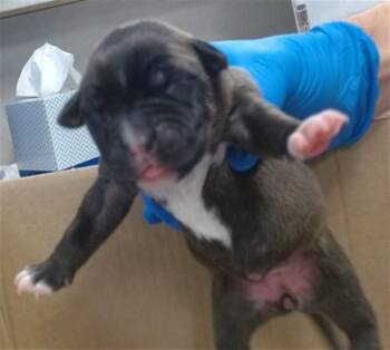 Staffordshire Bull Terrier and Mixed Breed Dogs Available for Adoption in Oklahoma City, Oklahoma - SINNA | PetCurious