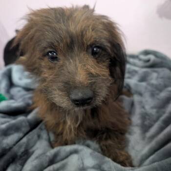 Bonkers -  Yorkshire Terrier Dog for Adoption in West Plains, Missouri - Bonkers | PetCurious