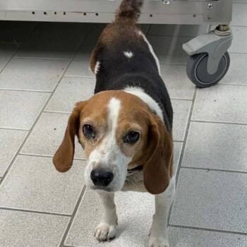 Rosie - FOSTER NEEDED -  Beagle and Mixed Breed Dog for Adoption - Rosie - FOSTER NEEDED | PetCurious