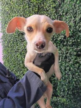 Chihuahua and Mixed Breed Dogs Available for Adoption in El Paso, Texas - JAY-T | PetCurious