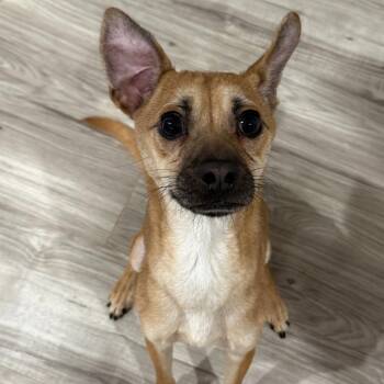 Chihuahua and Mixed Breed Dogs Available for Adoption - Slim Shady | PetCurious