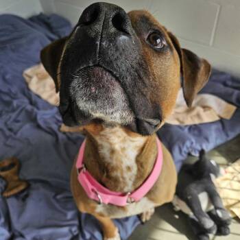 Mixed Breed Dogs Available for Adoption in Dover, New Hampshire - Beanstalk | PetCurious