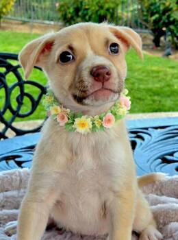 Santos -  Australian Cattle Dog Blue Heeler and Pit Bull Terrier Dog for Adoption in Newport Beach, California - Santos | PetCurious