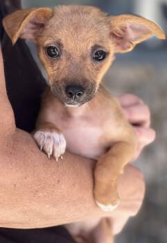 POPPY -  Chihuahua Dog for Adoption in Los Angeles, California - POPPY | PetCurious