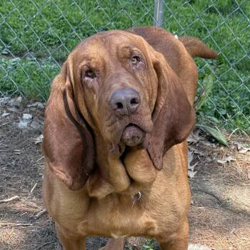 Rescue Bloodhound Dogs for Adoption in Cleveland, Ohio - Merlin | PetCurious