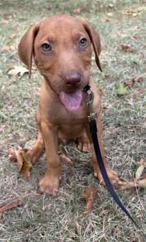 Rooster -  Labrador Retriever and Mixed Breed Dog for Adoption in Cedarburg, Wisconsin - Rooster | PetCurious