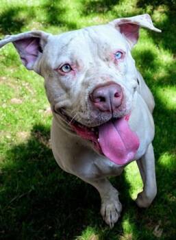 Rescue Pit Bull Terrier Dogs for Adoption in Akron, Ohio - CERULEAN | PetCurious