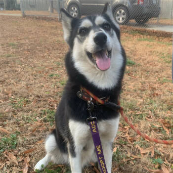 Rescue Siberian Husky Dogs for Adoption in Snow Camp, North Carolina - Andromache, Aka Andie | PetCurious