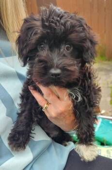 Poodle and Yorkshire Terrier Dogs Available for Adoption in Buffalo, New York - Augie | PetCurious