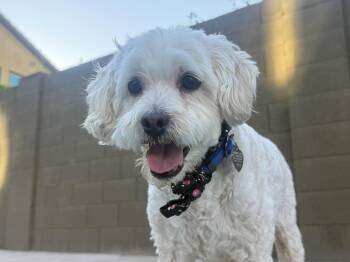 Joey -  Miniature Poodle and Bichon Frise Dog for Adoption in Scottsdale, Arizona - Joey | PetCurious
