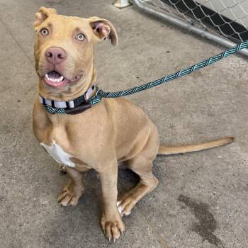 Robin -  Mixed Breed Dog for Adoption in Las Cruces, New Mexico - Robin | PetCurious
