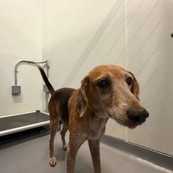Jolene -  Mixed Breed Dog for Adoption in Auburn, Alabama - Jolene | PetCurious