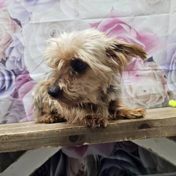 Yorkshire Terrier Dogs Available for Adoption - Lucy | PetCurious