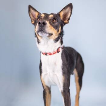 Basenji Dogs Available for Adoption in Portland, Oregon - Doobie | PetCurious