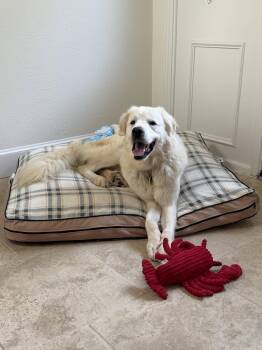Zuri -  Great Pyrenees Dog for Adoption in Garland, Texas - Zuri | PetCurious