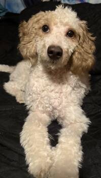 Teddy -  Miniature Poodle Dog for Adoption - Teddy | PetCurious