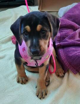 Ella -  Hound and Cattle Dog Dog for Adoption in Aurora, Illinois - Ella | PetCurious