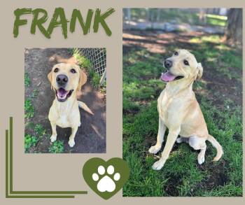 Rescue Labrador Retriever Dogs for Adoption in Albuquerque, New Mexico - Frank | PetCurious
