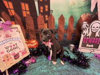 Rescue Labrador Retriever Dogs for Adoption in Sanford, Florida - Kalani | PetCurious