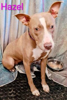 Hazel -  Pit Bull Terrier Dog for Adoption in Mena, Arkansas - Hazel | PetCurious