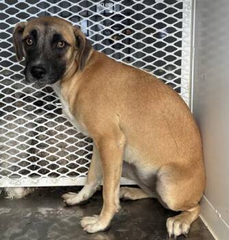 Keira -  Hound Dog for Adoption in Thousand Oaks, California - Keira | PetCurious