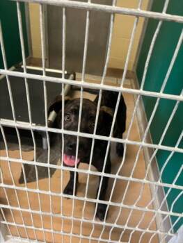 Rescue Labrador Retriever and Pit Bull Terrier Dogs for Adoption in Texas City, Texas - MAXIMUS | PetCurious