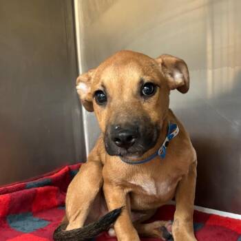 Mack -  Mixed Breed Dog for Adoption in Memphis, Tennessee - Mack | PetCurious