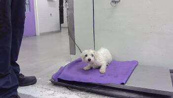 A2096564 -  Havanese and Mixed Breed Dog for Adoption in Houston, Texas - A2096564 | PetCurious