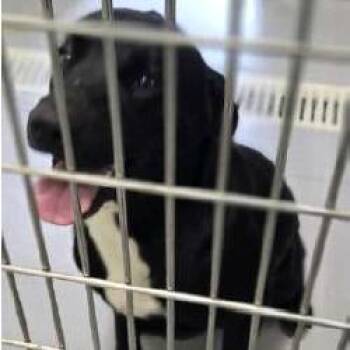 Yogie -  Mixed Breed Dog for Adoption - Yogie | PetCurious
