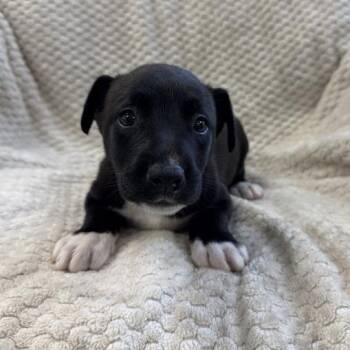 Forrest -  Shepherd and Mixed Breed Dog for Adoption in Hawthorne, California - Forrest | PetCurious