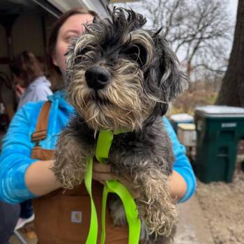 Schnauzer Dogs Available for Adoption in Campton Hills, Illinois - Fallon | PetCurious