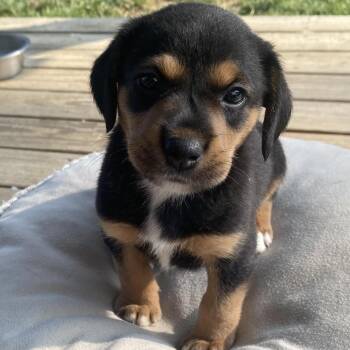 Otis (Scappy) -  Hound and Mixed Breed Dog for Adoption in Fairfax Station, Virginia - Otis (Scappy) | PetCurious