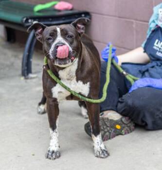 Fresca -  Mixed Breed Dog for Adoption in Chamblee, Georgia - Fresca | PetCurious