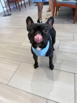 Enzo - 1 -  French Bulldog Dog for Adoption in Daytona Beach, Florida - Enzo - 1 | PetCurious