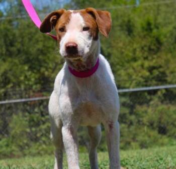 Jazzy -  Spaniel and Mixed Breed Dog for Adoption in Conway, Arkansas - Jazzy | PetCurious
