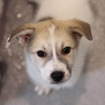 Indi 22742 -  Great Pyrenees and Mixed Breed Dog for Adoption in Cumming, Georgia - Indi 22742 | PetCurious