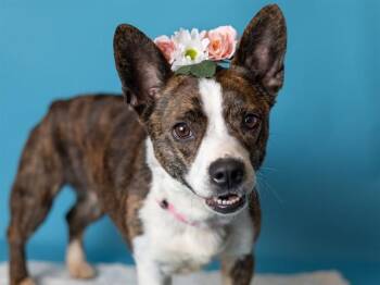 Cardigan Welsh Corgi and Boston Terrier Dogs Available for Adoption in Ames, Iowa - AQUA | PetCurious