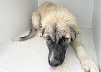 A657180 -  German Shepherd Dog and Mixed Breed Dog Available for Adoption in Houston, Texas - A657180 | PetCurious
