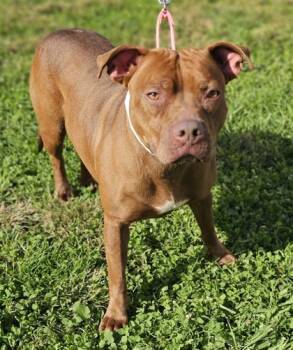 Rescue Mixed Breed Dogs for Adoption in West Chester, Pennsylvania - Dolly Pawton Fka Dog 7 | PetCurious