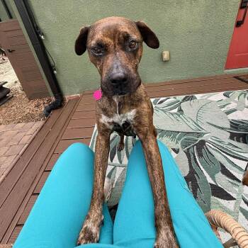 American Staffordshire Terrier Dogs Available for Adoption in Tampa, Florida - Ash HW + | PetCurious