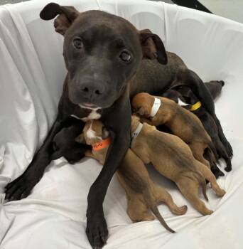 Sequoia -  Mixed Breed Dog for Adoption in Warren, Michigan - Sequoia | PetCurious