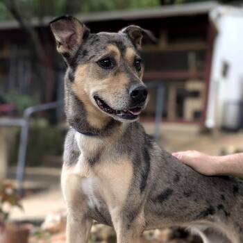Merida -  Mixed Breed Dog for Adoption - Merida | PetCurious