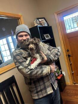 Schnauzer Dogs Available for Adoption in Dayton, Minnesota - Redford | PetCurious